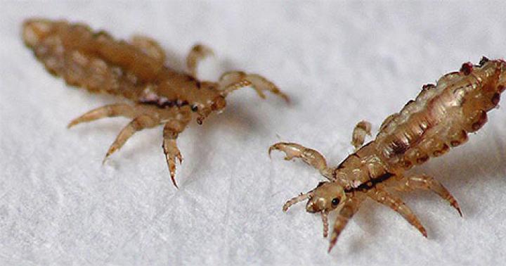 How quickly do lice reproduce on a person’s head? Are lice transmitted from a child to an adult?