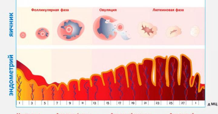 Παθολογία ενδομητρίου: αιτίες, διάγνωση, θεραπεία